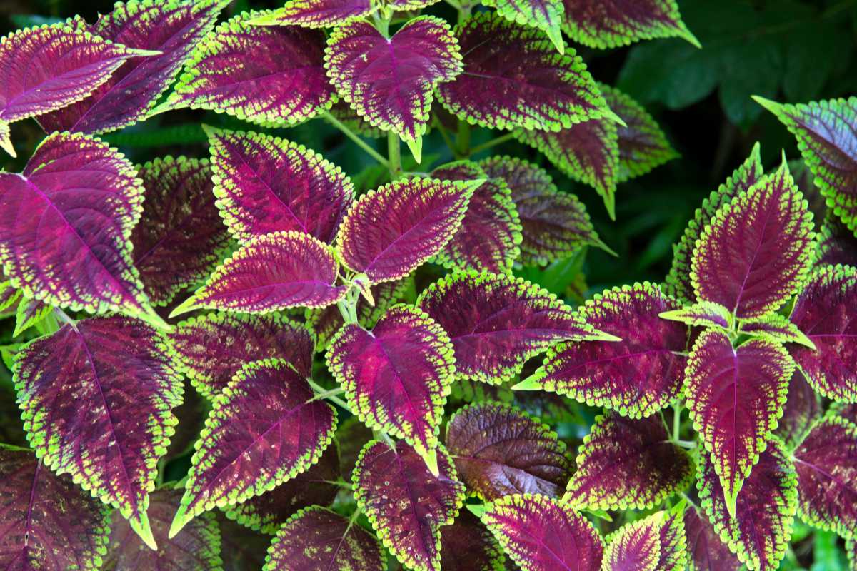 Coleus leaves are predominantly deep purple with bright green edges, creating a striking contrast. The foliage features a variety of shapes and sizes, all with a serrated edge.