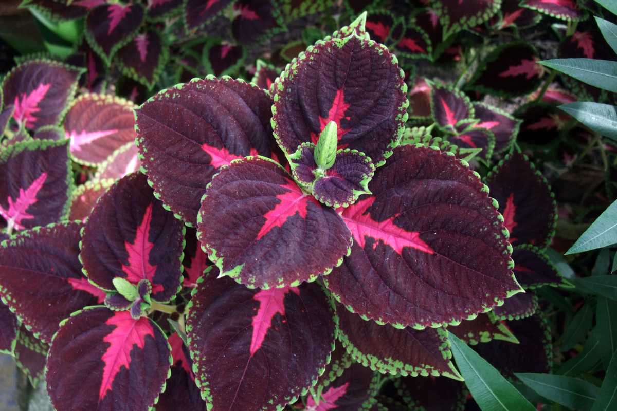 A vibrant Coleus plant with dark purple leaves featuring bright pink and green edges.