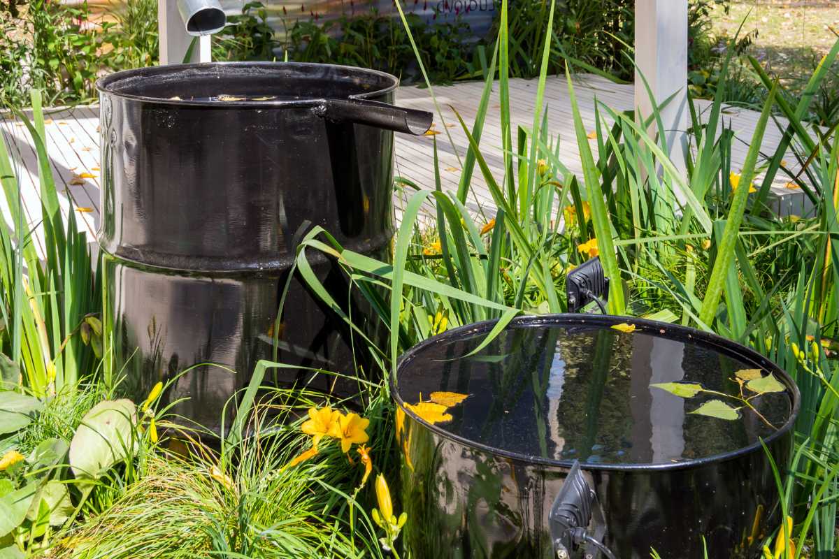 Two black rain barrels stand among green plants and yellow flowers in a garden. One barrel is upright with a drain pipe, while the other lies on its side with water on top, reflecting the surroundings. 