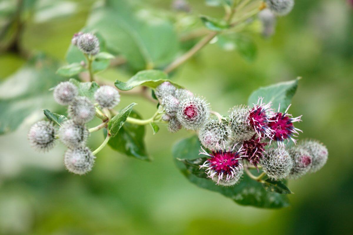 Common Burdock with clusters of spiky, round flowers. Some of the flowers are unopened, covered in white fuzz, while others are blooming with vibrant magenta petals. 