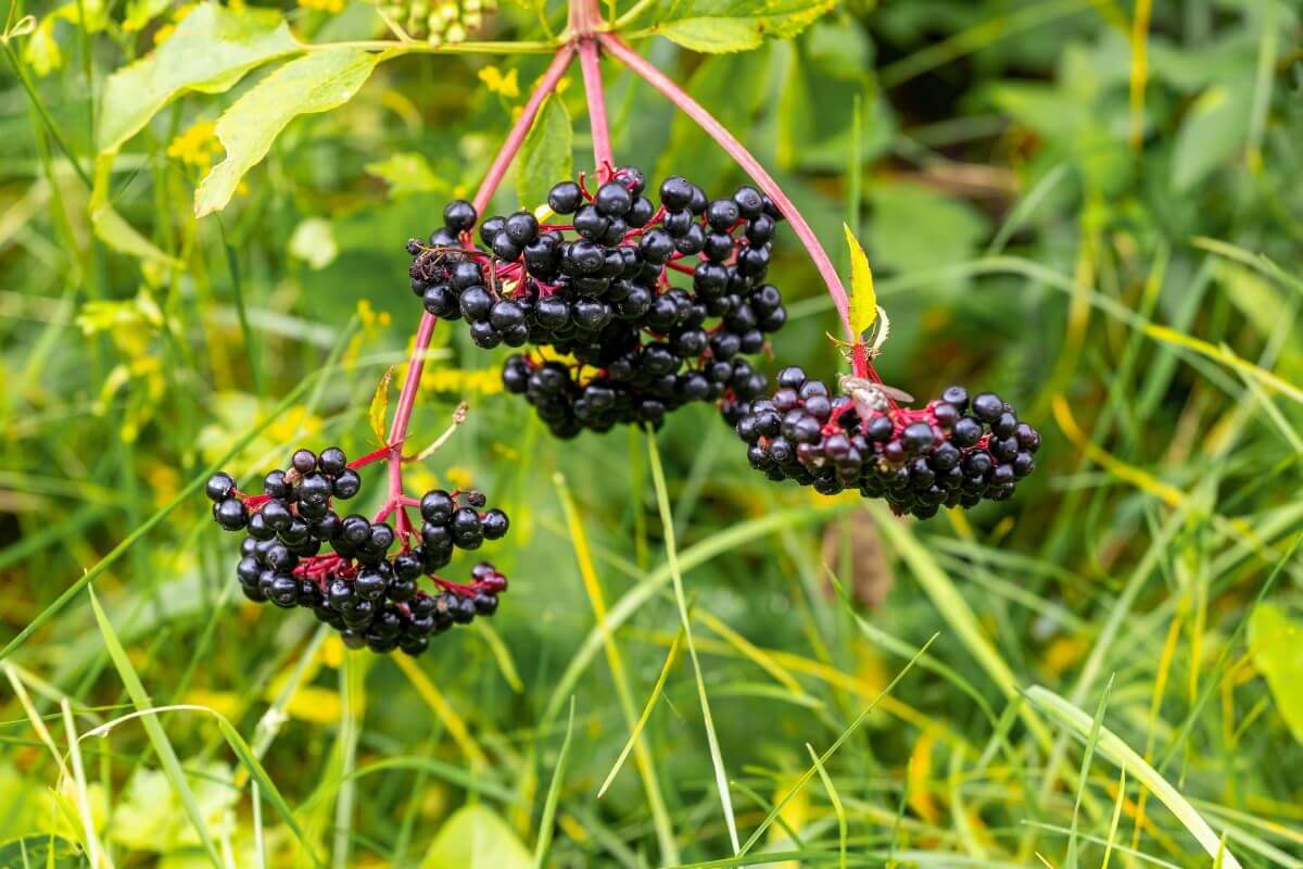 Clusters of ripe, dark purple elderberries, one of the edible berry bushes, hang from reddish stems amid lush green foliage and tall grasses.