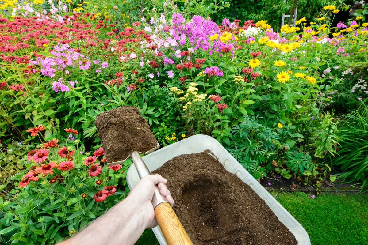 A person is holding a shovel and moving compost soil from a wheelbarrow into a colorful flower garden with various blooming flowers. 