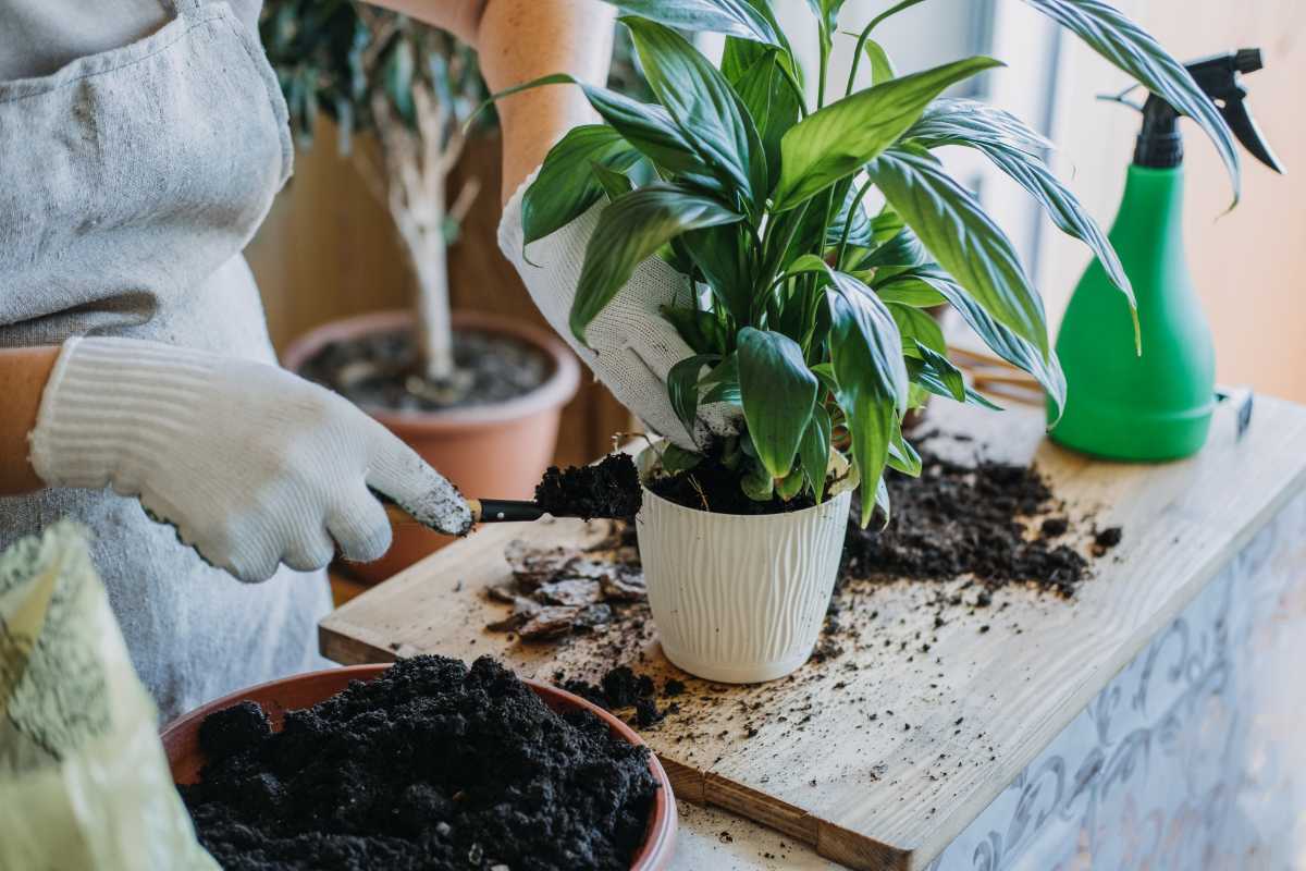 Person wearing gloves is potting a plant in a white pot placed on a wooden surface, using a small trowel to add compost in containers of soil. Surrounding the pot are gardening tools, soil, and a green spray bottle. Another potted plant is in the background by the window.