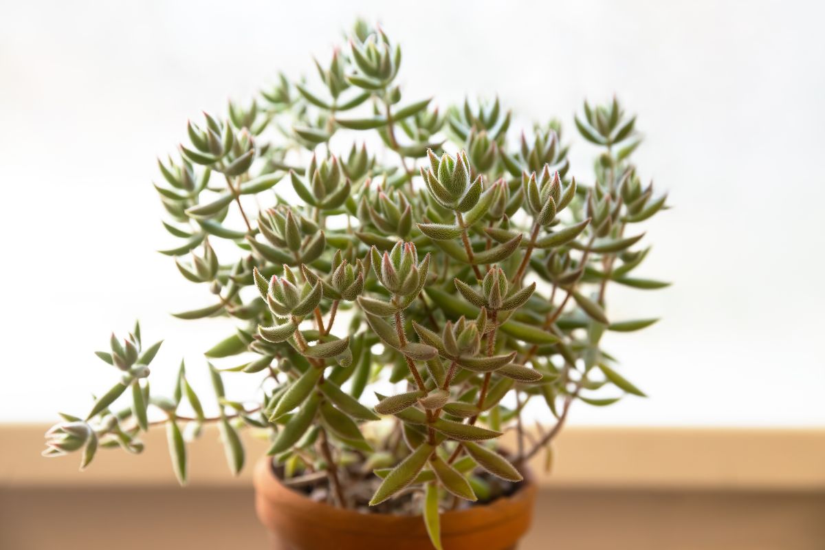 A close-up of a crasulla moon glow jade plant with numerous fleshy green leaves and red-tipped edges.