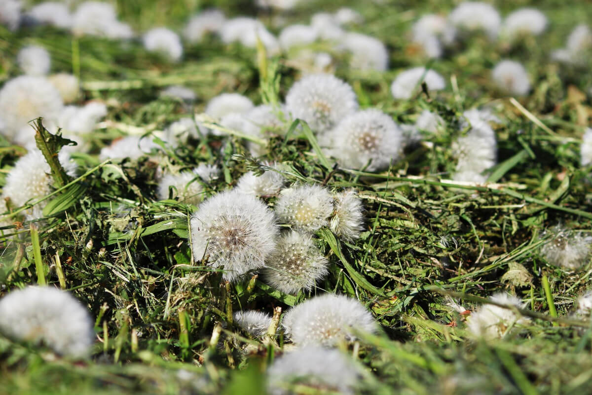 A field of dandelions, one of the edible wild flowers, with many white, fluffy seed heads amid green grass and scattered stems.