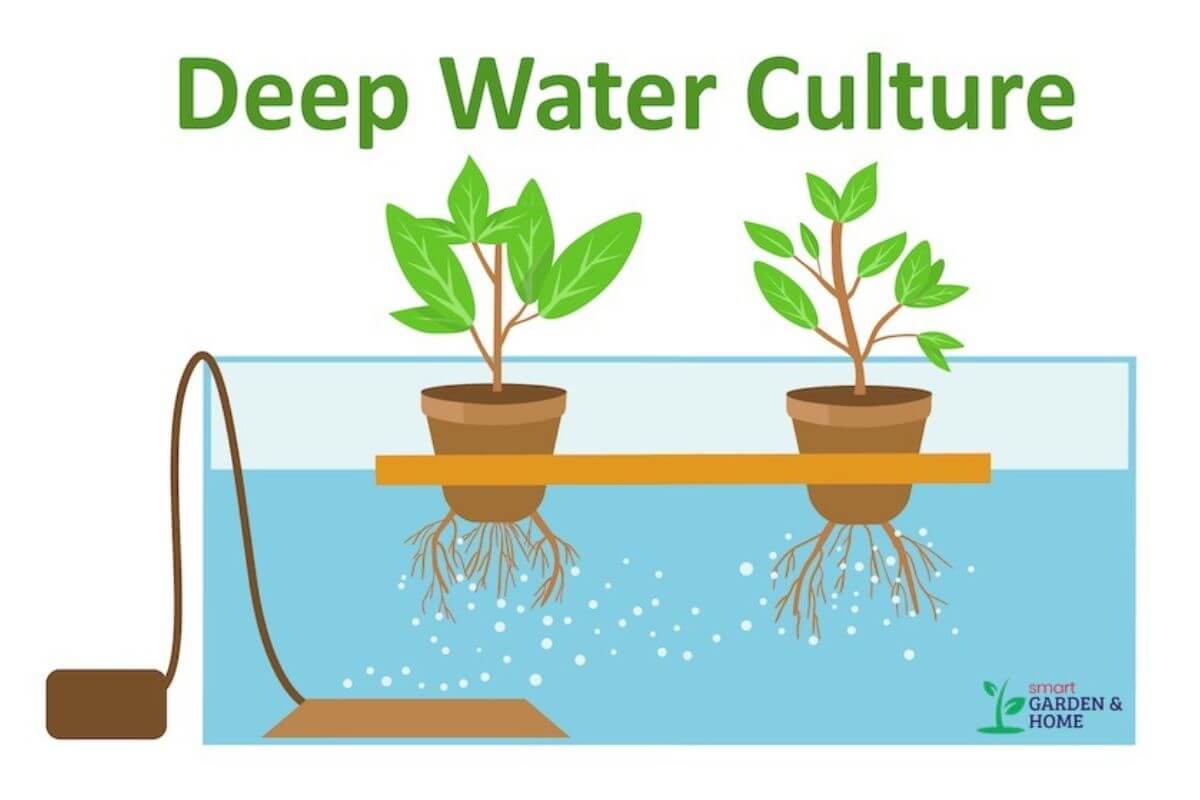 Illustration of a Deep Water Culture system with two plants in net pots suspended above a water reservoir, explaining what is hydroponics.