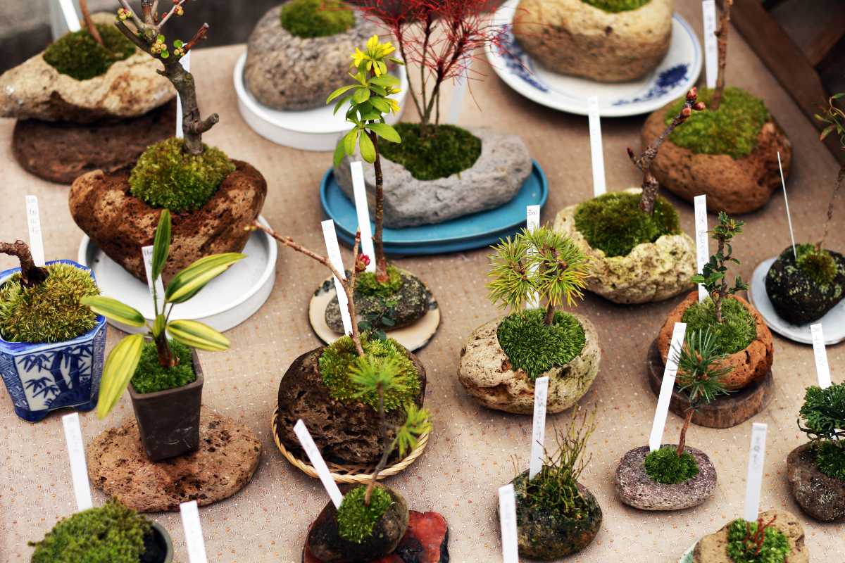 Young bonsai trees of different types are on display for sale.

