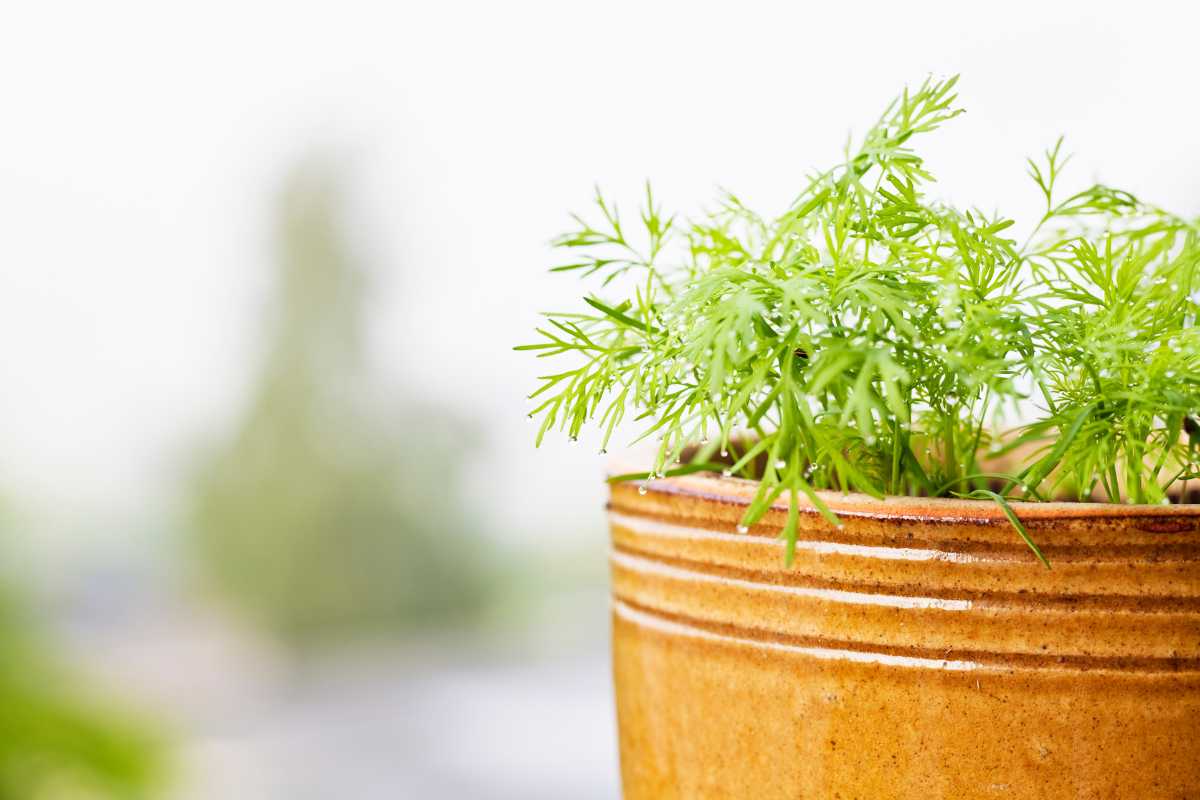 A small dill plant with feathery green leaves growing in a brown earthen pot. 