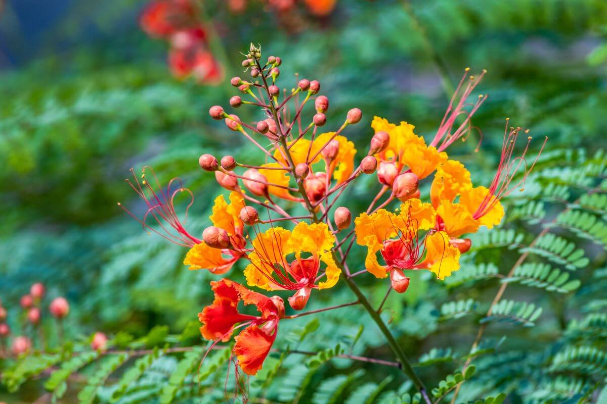 Mexican Bird of Paradise with orange and yellow flowers with long red stamens sits against a lush, green backdrop.