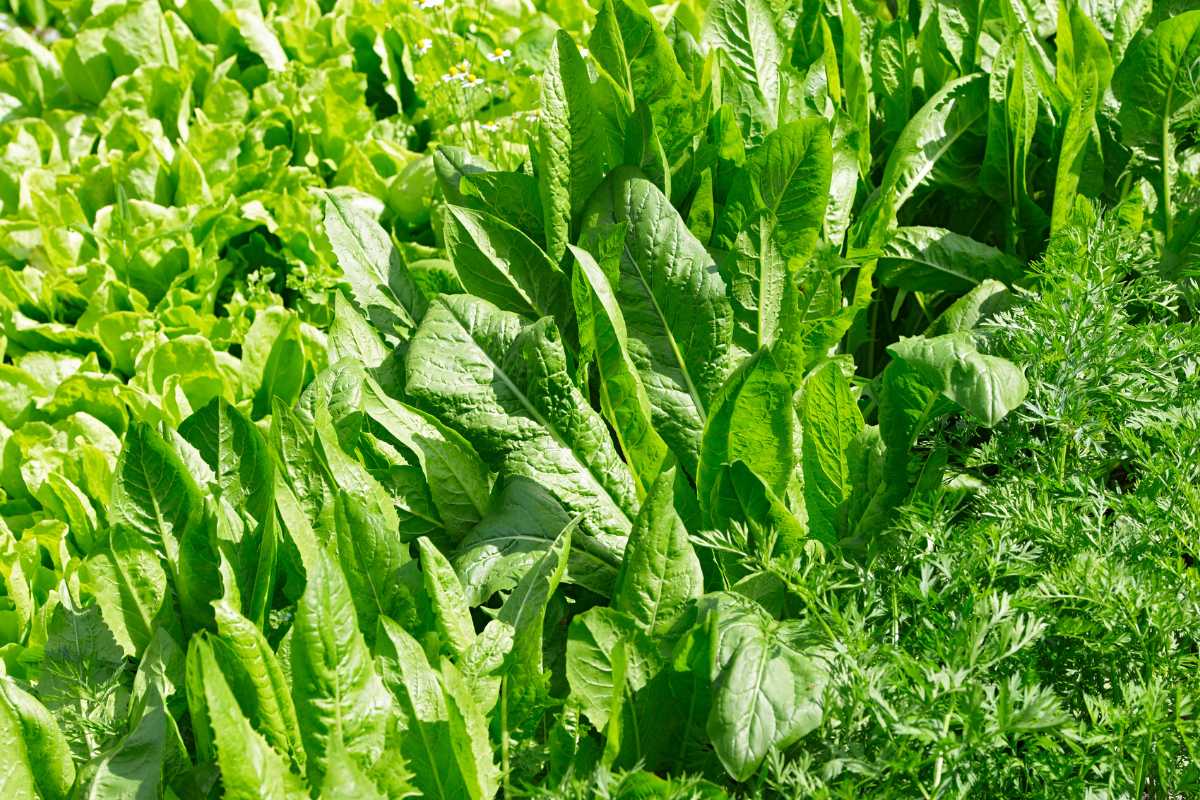 A lush garden bed filled with various green leafy vegetables, including lettuce and spinach, growing closely together under bright sunlight. 