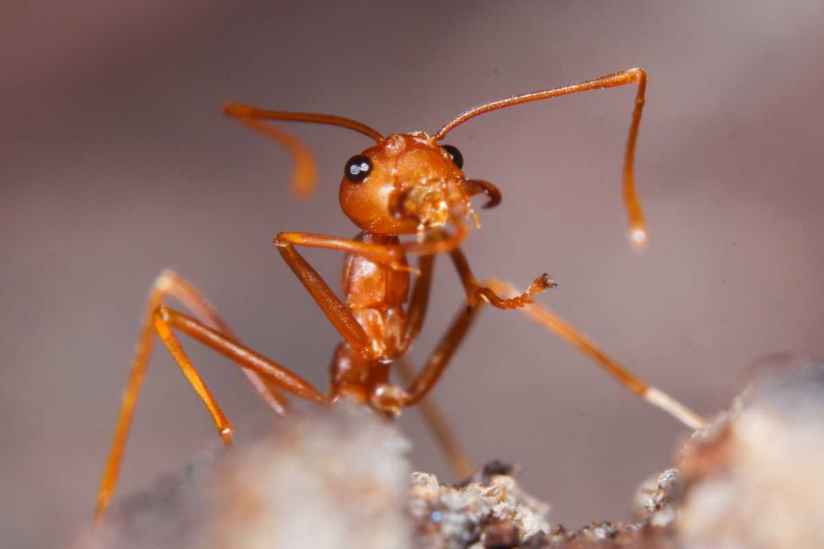 Red fire ant, highlighting its intricate details. The ant's antennae are raised and its black eyes are visible.