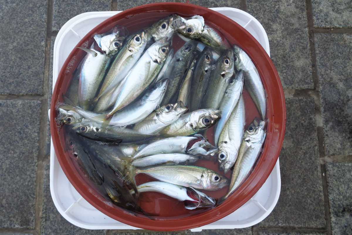 A bucket filled with several freshly caught fish, predominantly silver in color for fish emulsion.