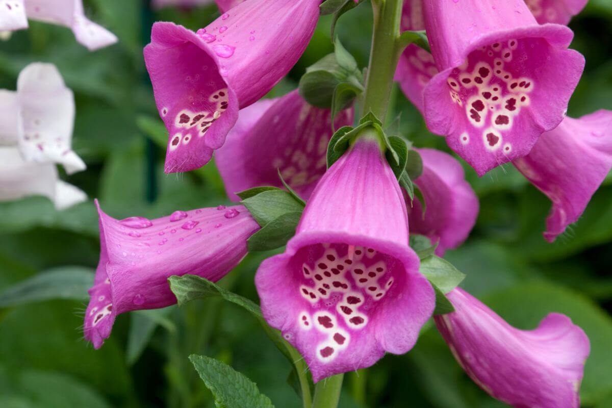 A close-up of the Foxgloves tubular, bell-shaped flowers with water droplets