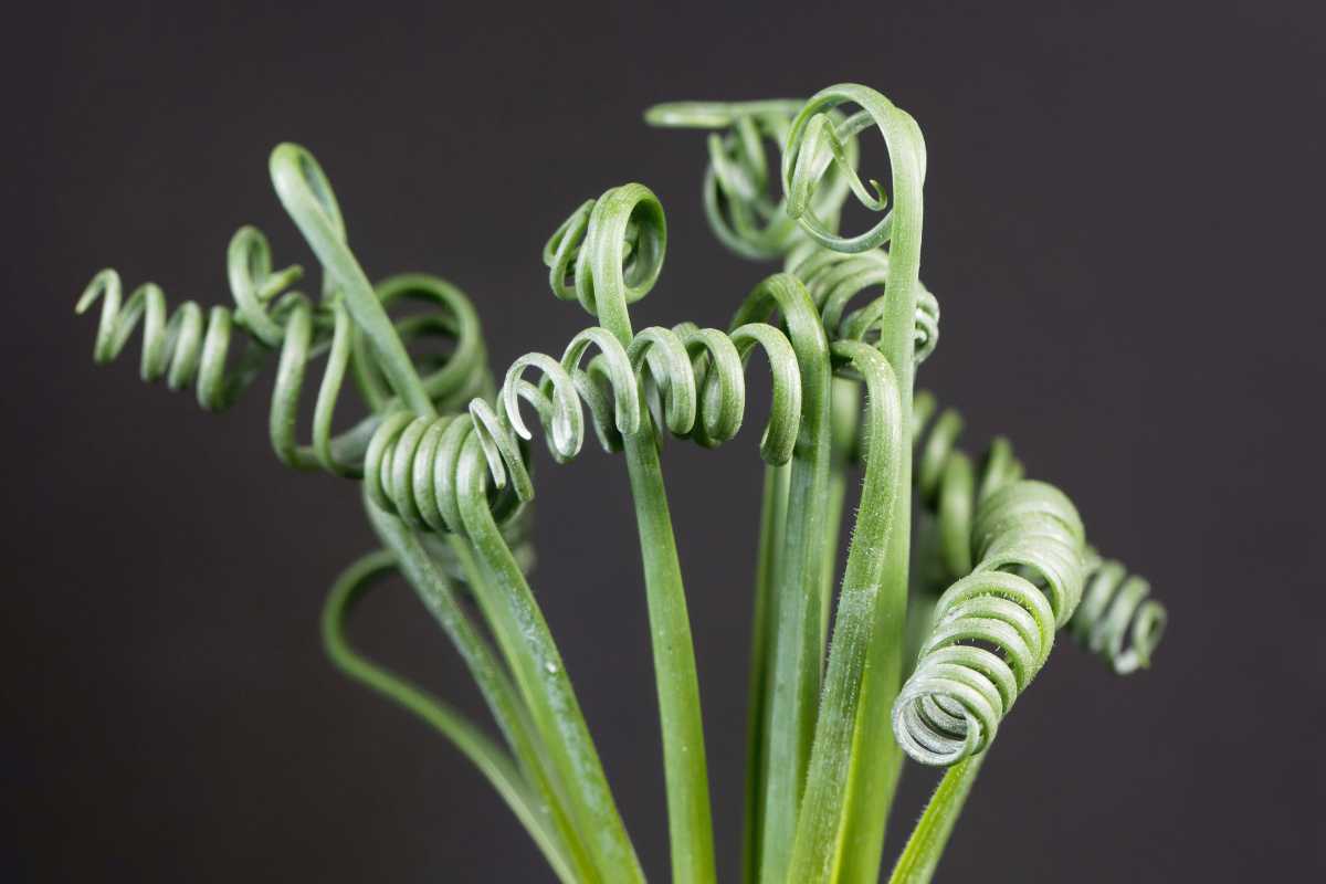 Green frizzle sizzle plant tendrils against a dark gray background. 