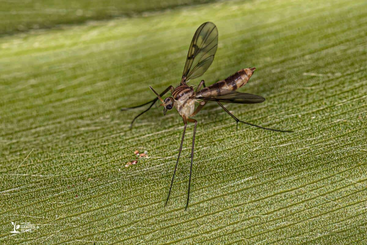 Fungus Gnat On A Leaf