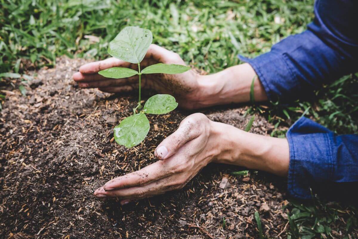 A person's hands gently surrounding a small green seedling planted in the soil, embodying why I love gardening.