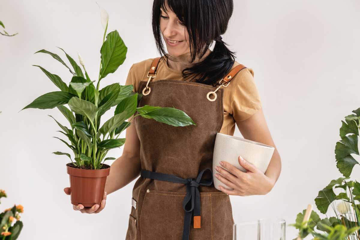 A woman with dark hair wearing a brown apron is holding a peace lily plant in one hand and an empty white pot in the other. 