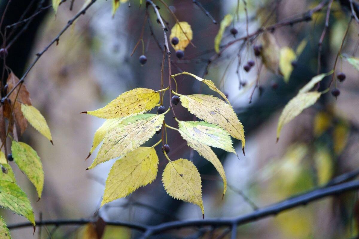 Various yellow and green leaves on a branch, with some small dark hackberries, one of the edible wild berries.