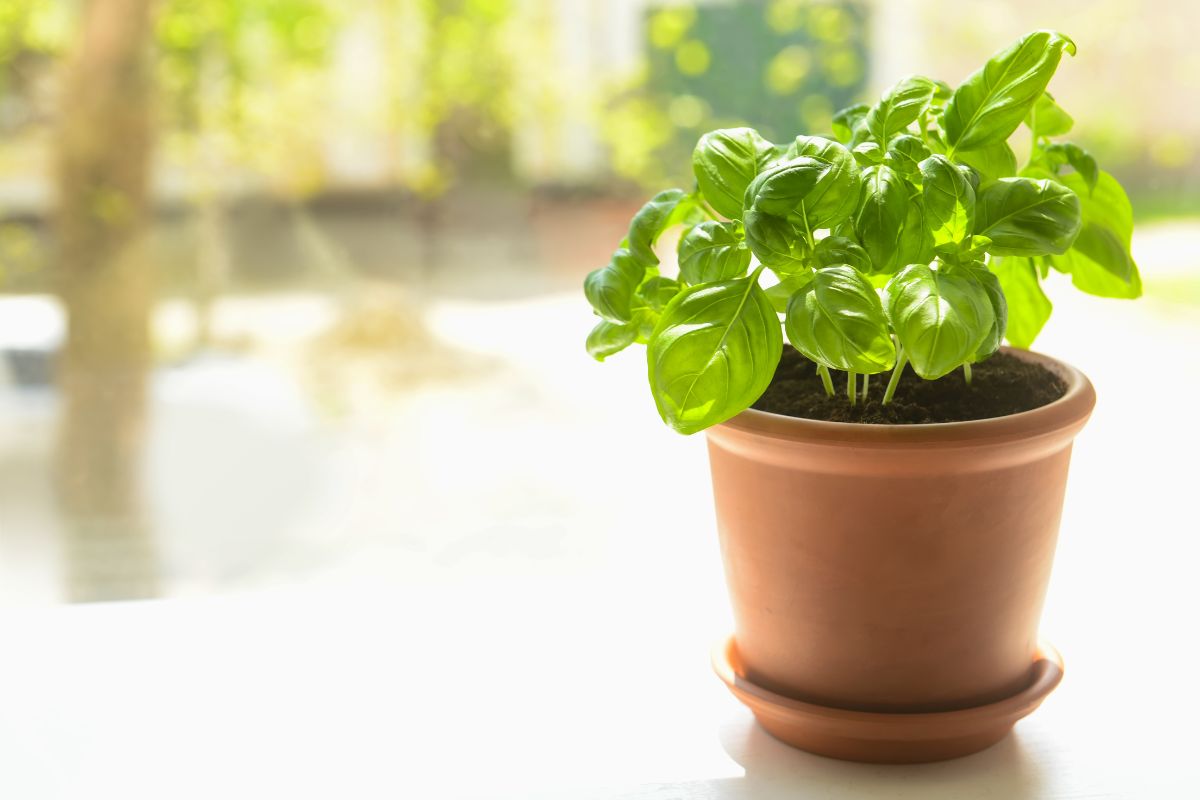 A potted basil plant with vibrant green leaves sits on a windowsill, illuminated by soft, natural sunlight filtering through the window. 