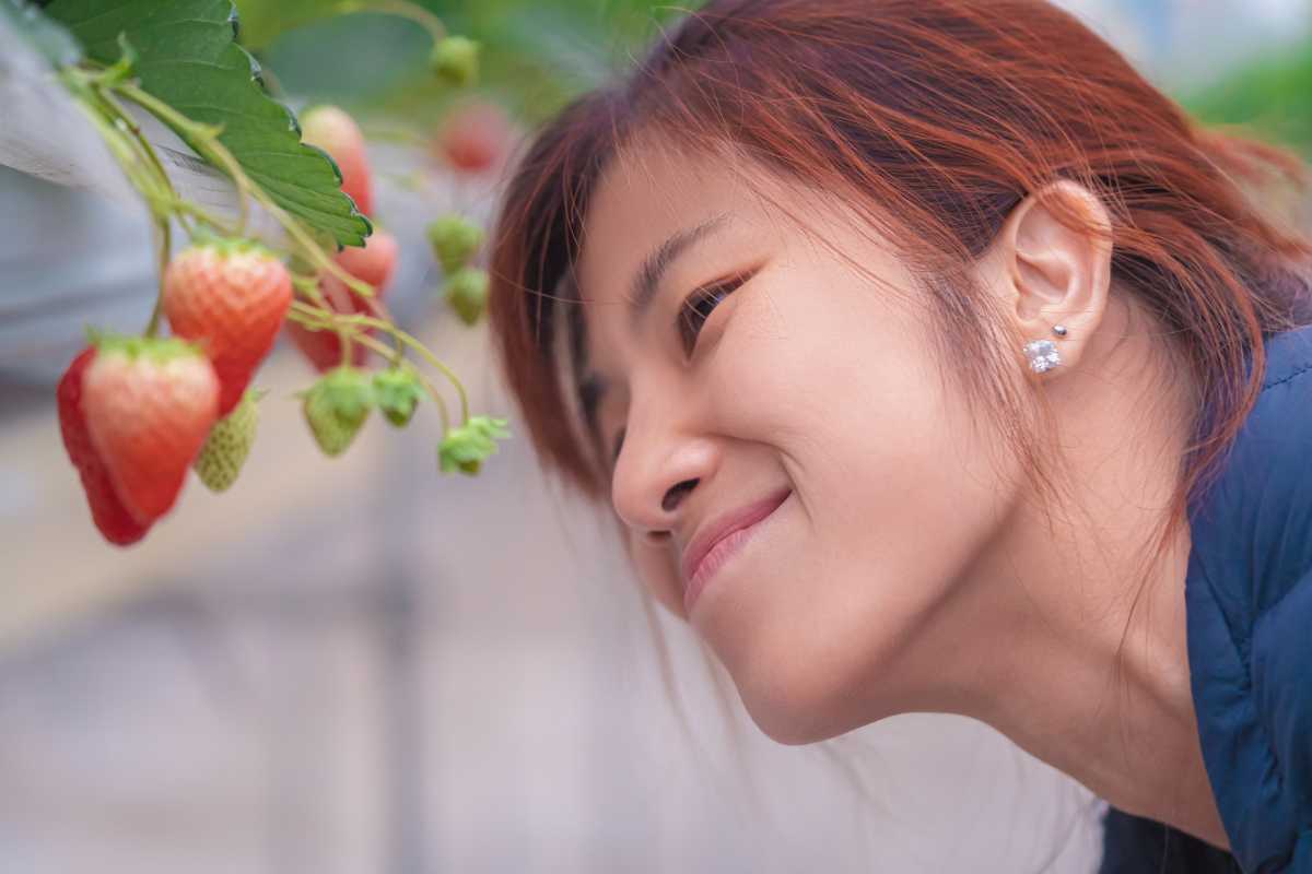 A woman with reddish-brown hair closely examines ripe hydroponic strawberries.