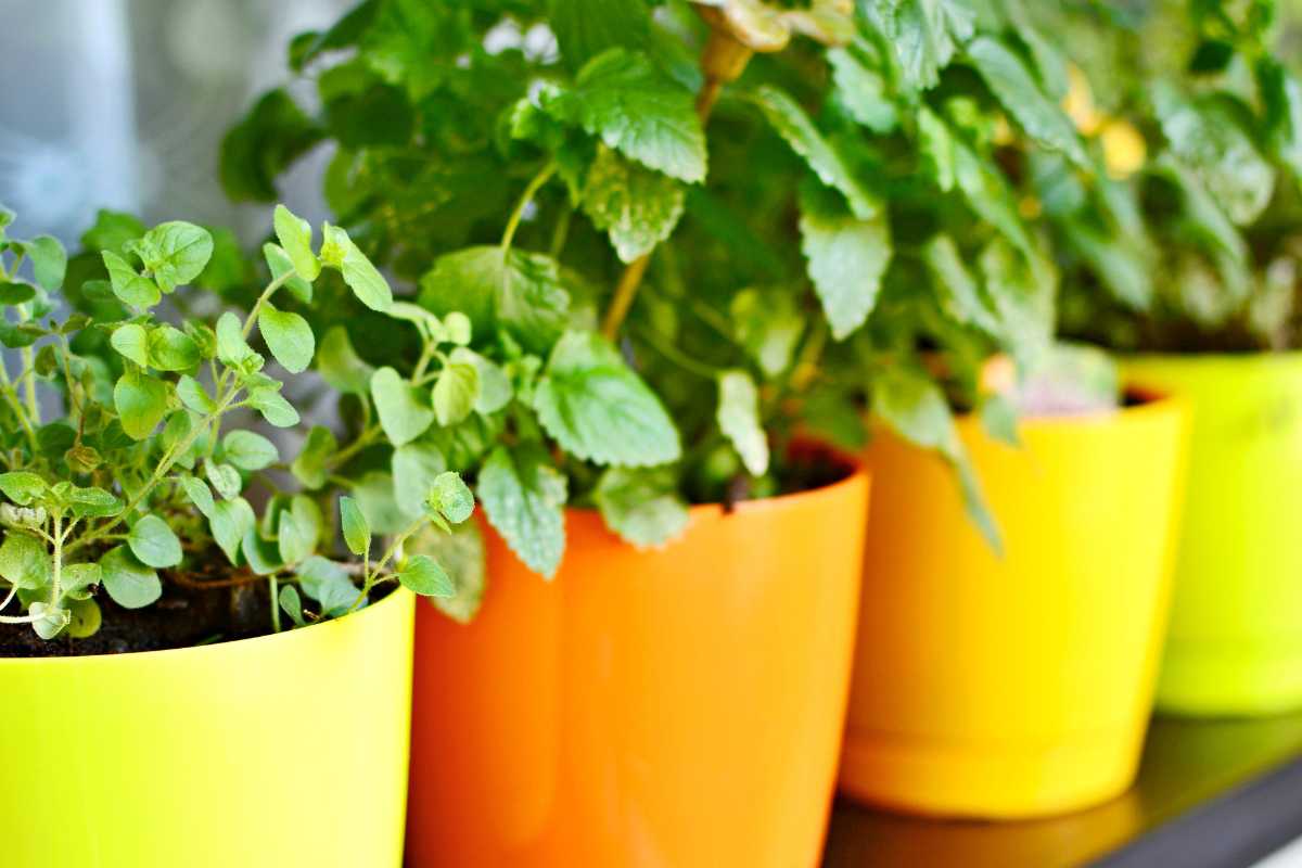 A row of vibrant potted herbs in brightly colored containers, including yellow, orange, and lime green pots, sit on a windowsill.