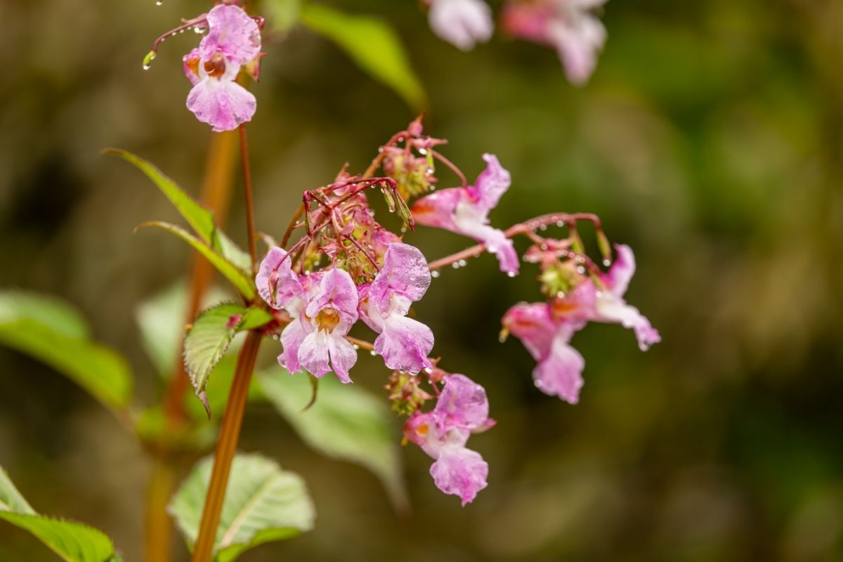 Close-up of pink Himalayan balsam flowers with dewdrops, set against a blurred green background.