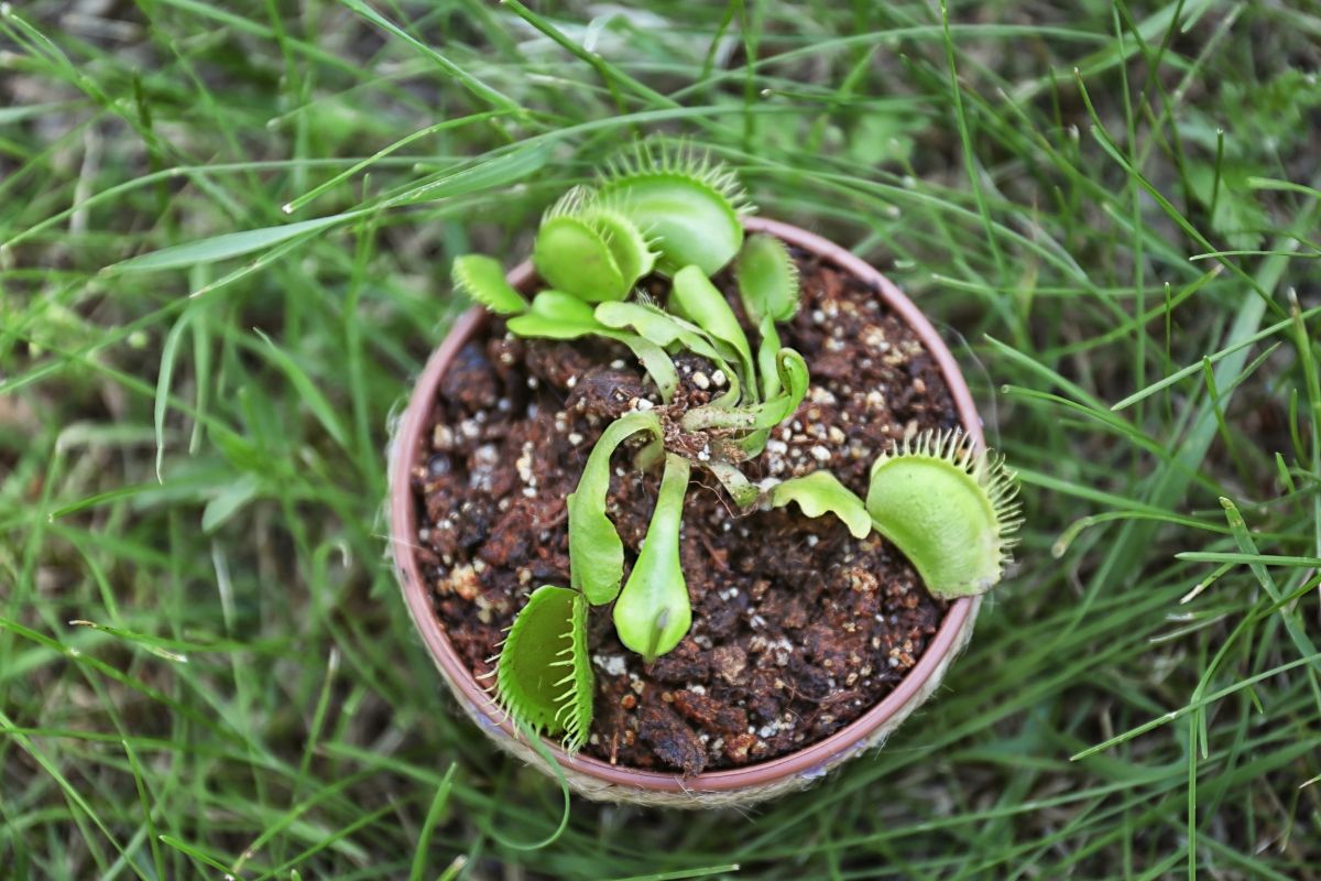 A small Venus flytrap plant with open green traps, planted in a pot filled with soil and surrounded by tall grass.