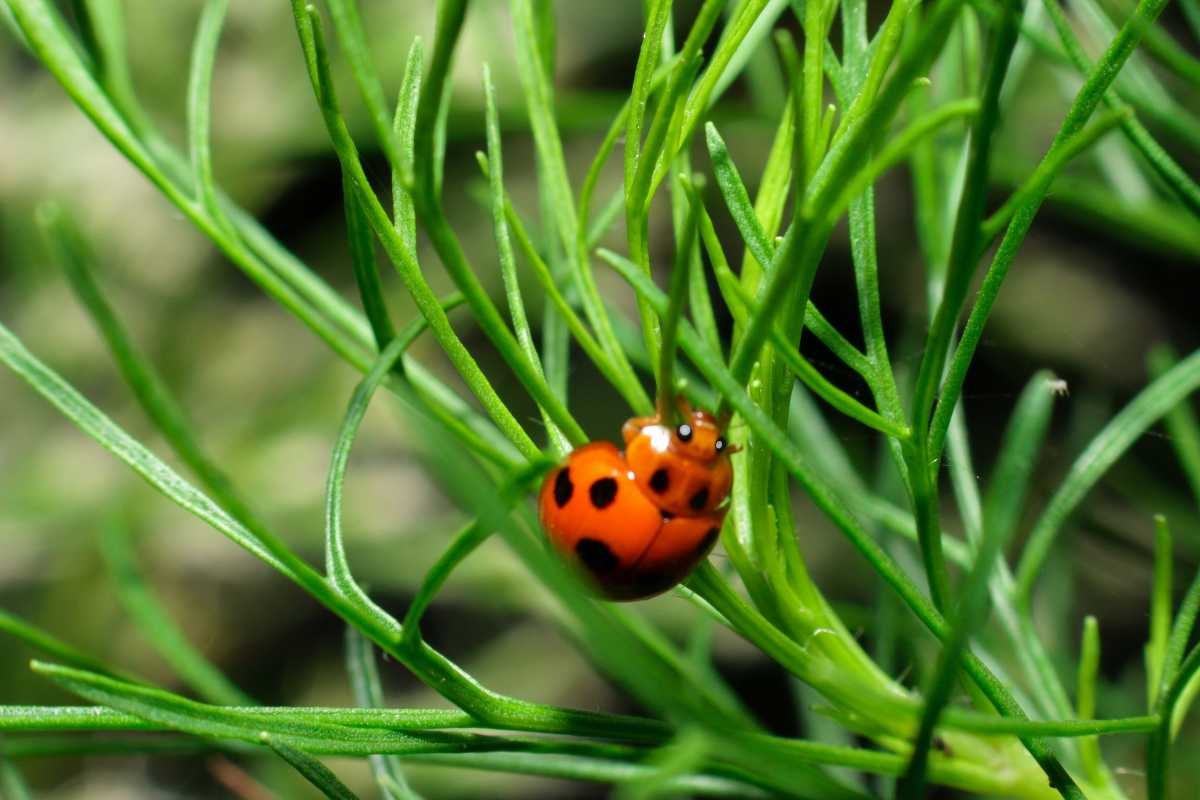 A red ladybug with black spots crawling on the green dill leaves.