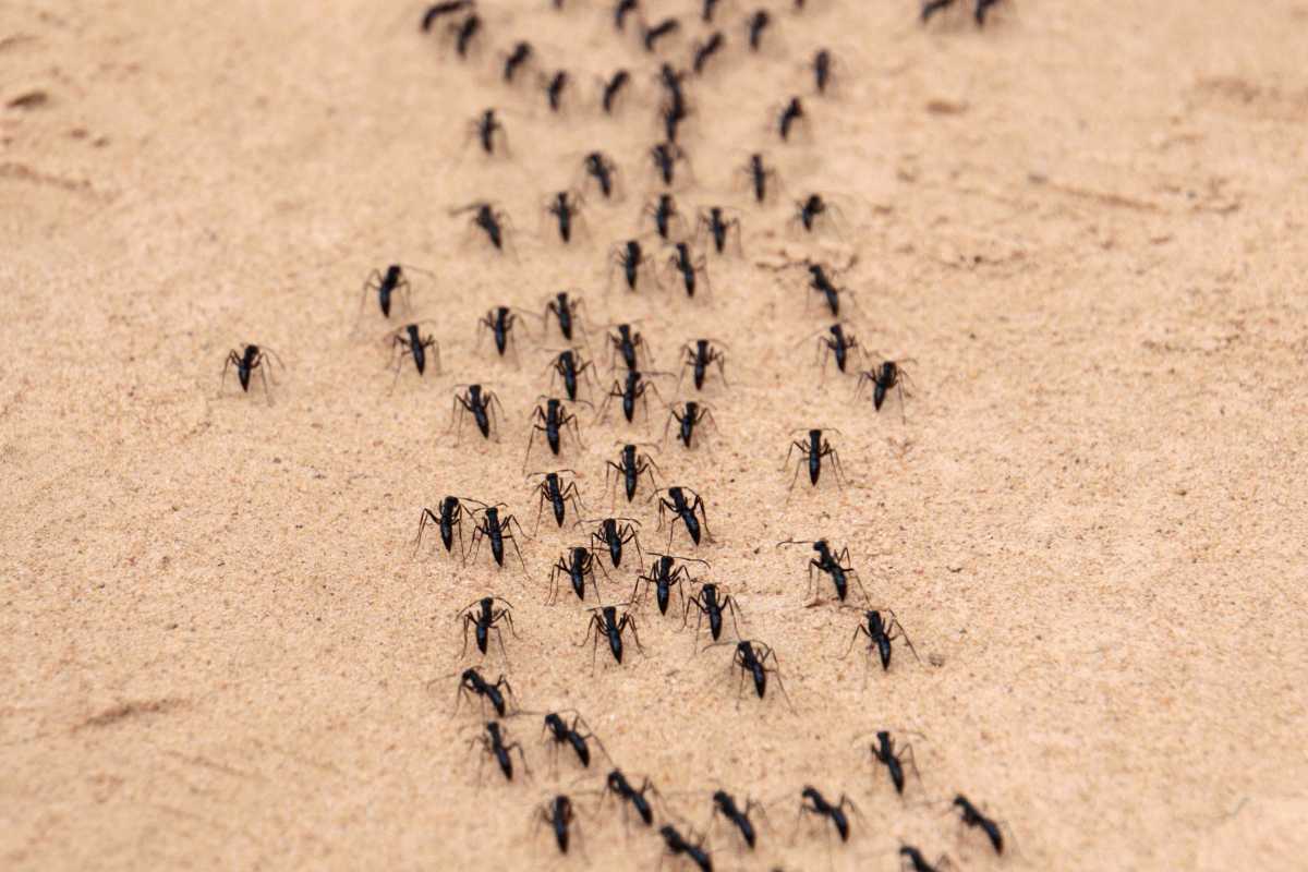 A numerous black ants walking in organized lines across a sandy surface inside a greenhouse.