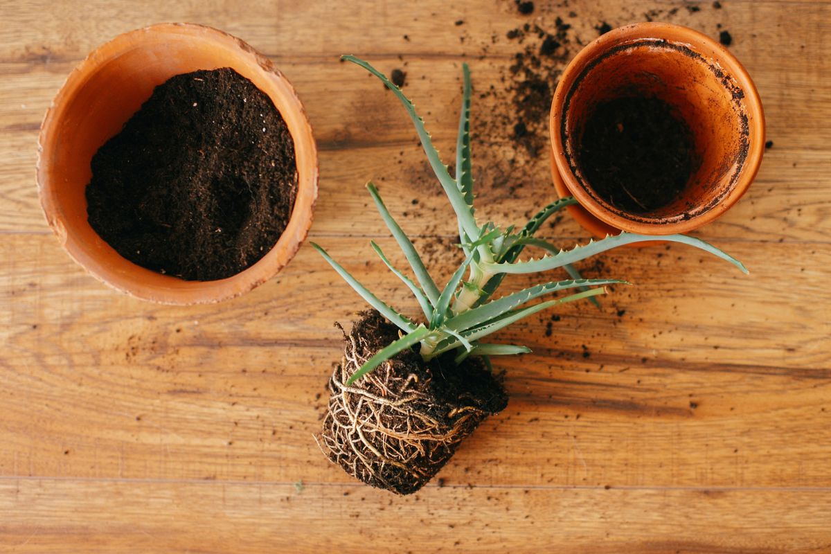 A tabletop with a leggy aloe vera plant, its roots exposed and soil scattered around. Two terracotta pots, one filled with soil and the other partially filled, are placed nearby. 