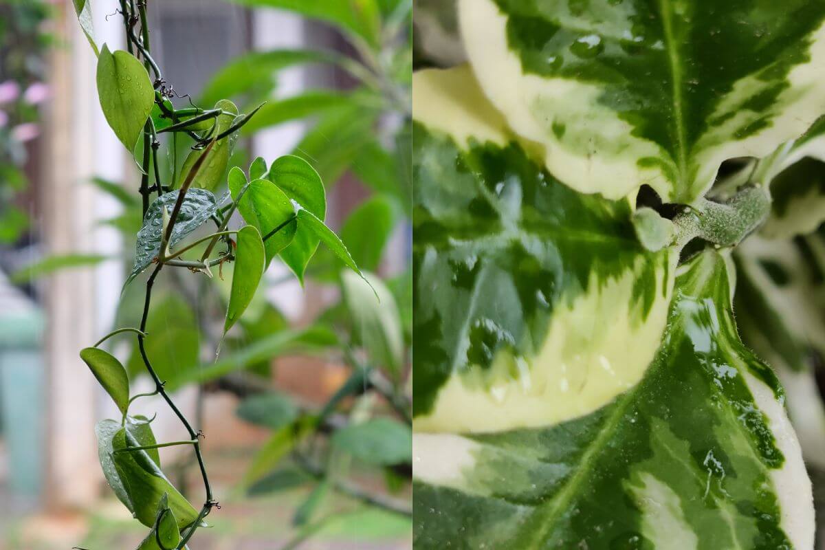 The image is split into two sections: the left side shows a close-up of a vine with heart-shaped green NJoy pothos leaves, while the right side features a close-up of a Pearls and Jade pothos leaf with green and white patches.