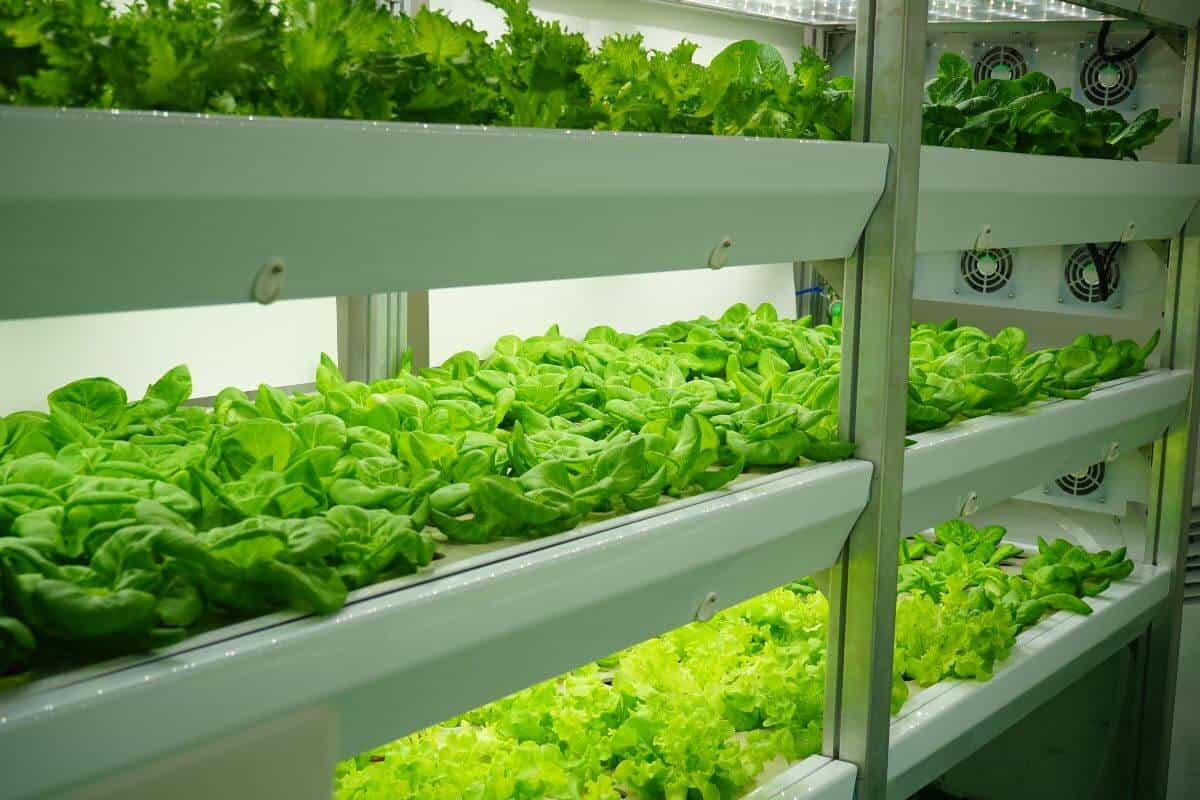 Indoor Hydroponic System