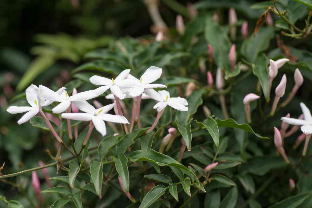 A cluster of white jasmine flowers in full bloom is surrounded by unopened pink buds on a background of green, leafy foliage.