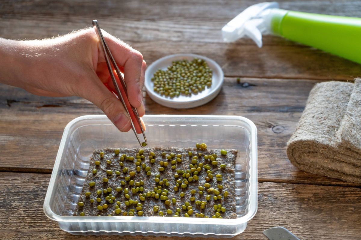 A hand using tweezers to place green seeds onto a pad-filled plastic container.