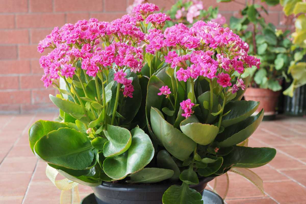 A potted Kalanchoe plant with vibrant pink blossoms is positioned on a tiled floor. 