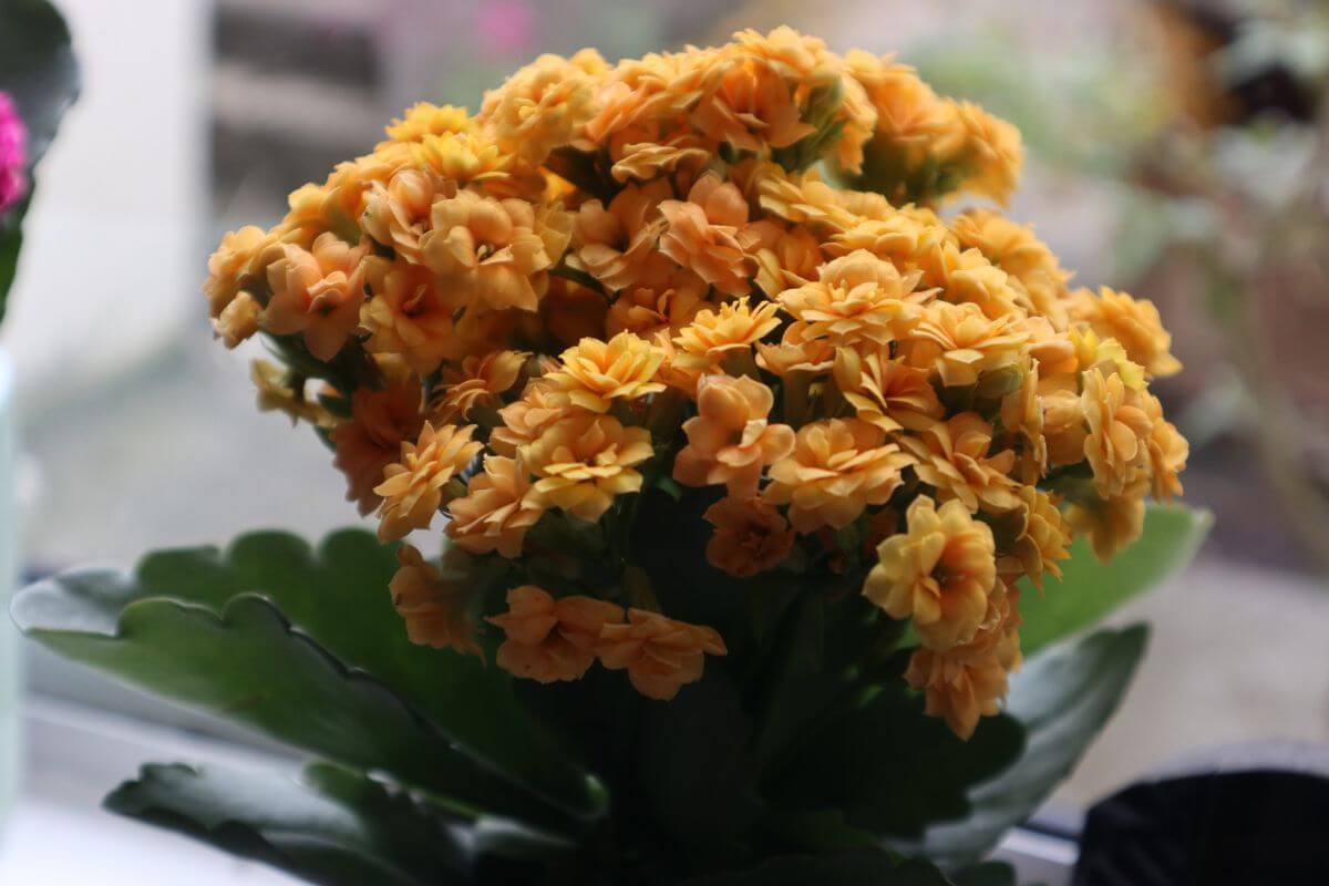 A close-up of a cluster of blooming orange kalanchoe flowers with dark green leaves, set against a softly blurred background.