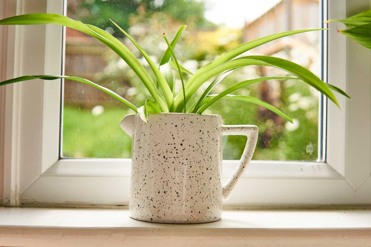  A green spider plant with long leaves is growing from a speckled white ceramic pitcher placed on a windowsill, with a garden visible outside.