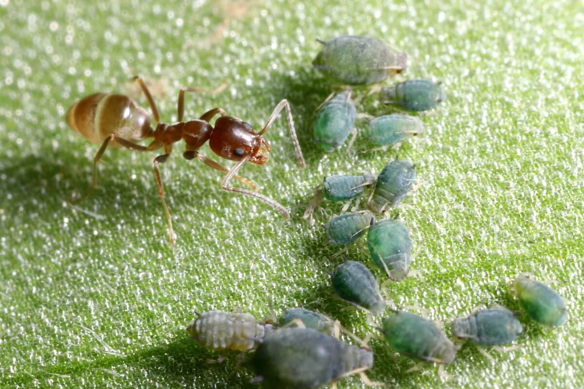 Ant interacting with green aphids on a leaf. The ant is positioned on the left, while the aphids are clustered together on the right. 