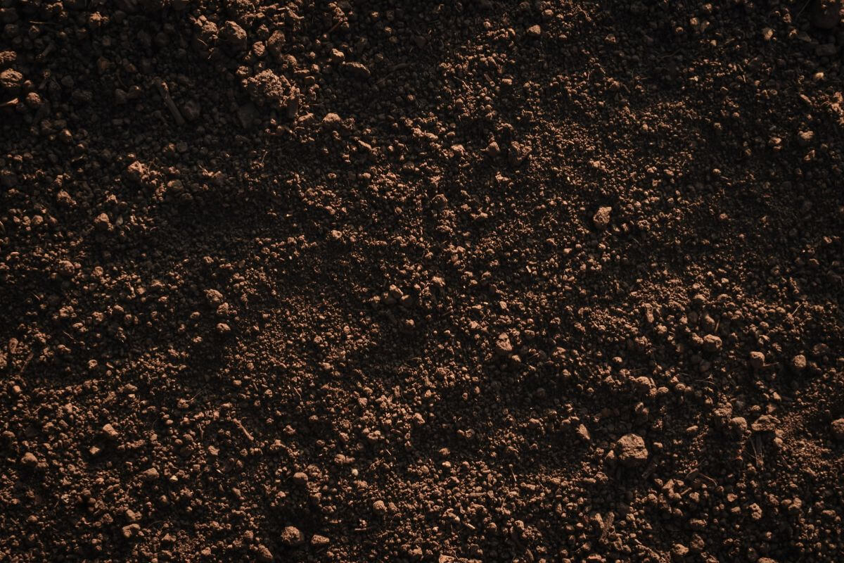 Dark brown loam soil with a dry, textured surface, scattered with small pebbles and clumps.