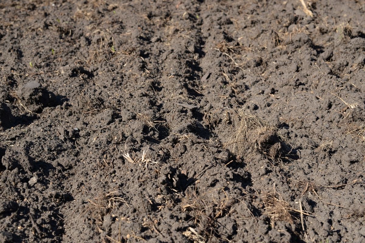 Dry, cracked loam soil, with an uneven surface and scattered remnants of dry grass and small twigs.