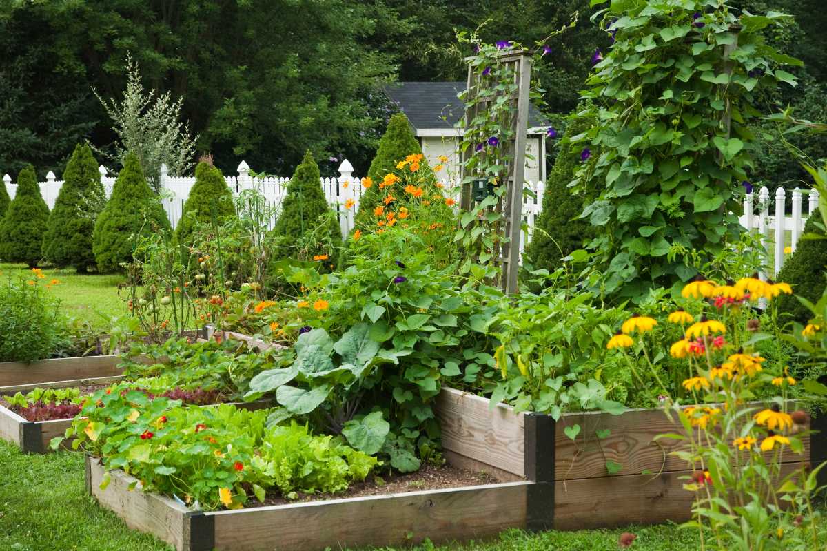 A vibrant vegetable garden features several raised wooden beds, lush with various plants and vegetables. 