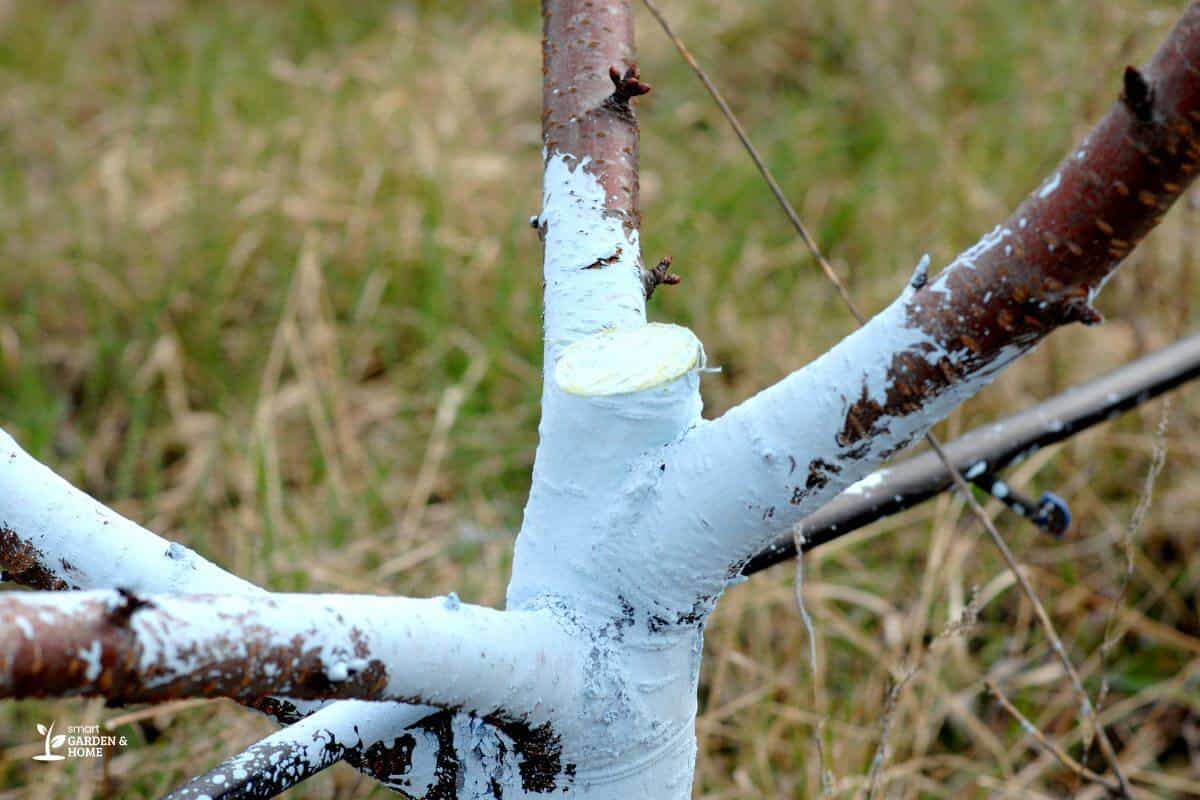 Minerals - Bordeaus Mixture On Tree