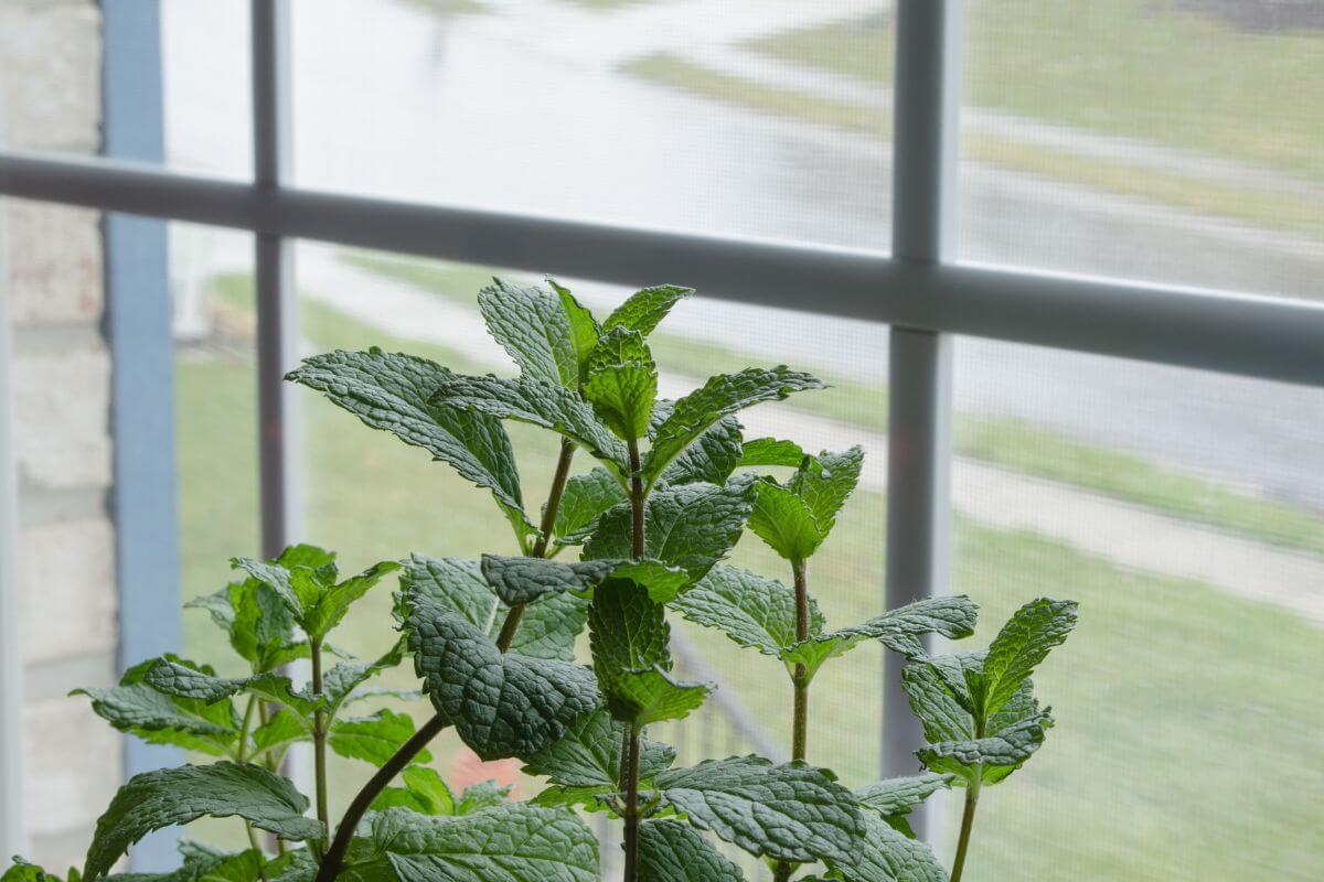 Close-up of green mint plant leaves inside a house by a window.