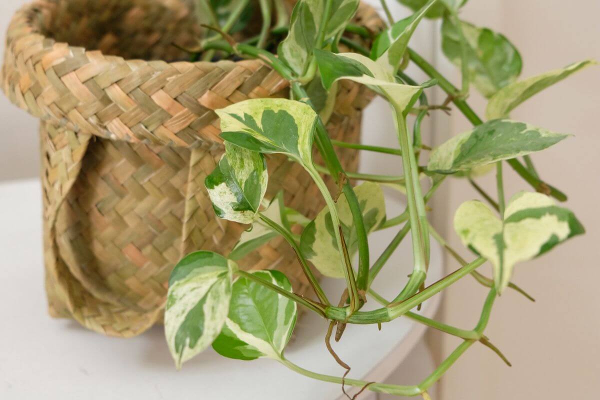 A potted NJoy Pothos with green and white variegated leaves is placed in a woven basket.