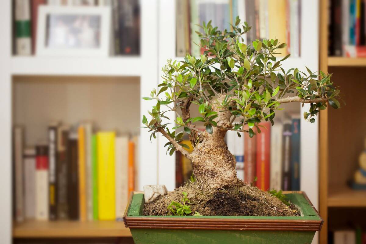 The olive bonsai, resembling a miniature version of a full-grown olive tree, is the perfect ornament to adorn a library room.