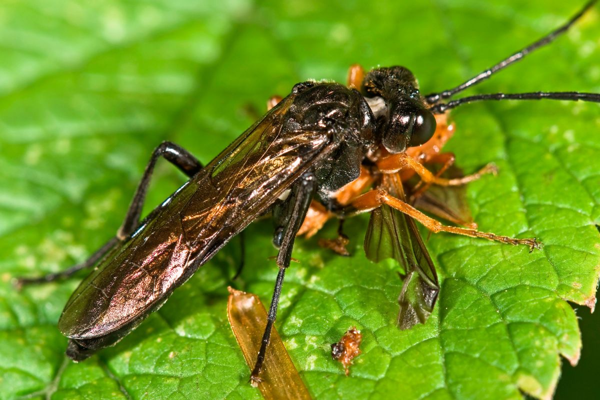 A black parasitic wasp with elongated wings and antennae on a green leaf. 