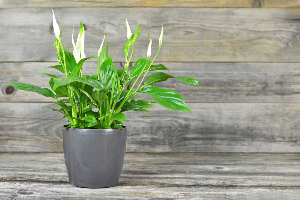 A peace lily plant with glossy green leaves and white blooms in a dark gray pot, set against a rustic wooden background.