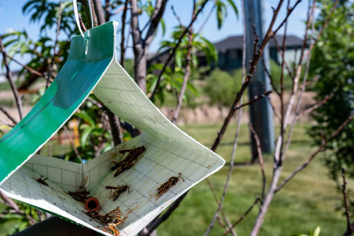 A green hanging pheromone trap filled with caught wasps is seen in a garden. 