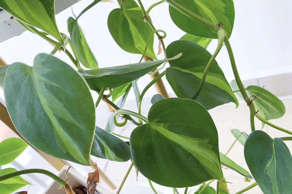 Close-up of several heart-shaped green leaves from a Philodendron Brasil with climbing vines.