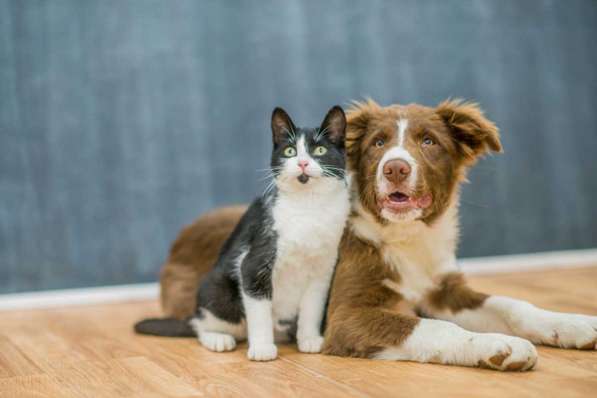 A black and white cat sits next to a brown and white dog on a wooden floor. 